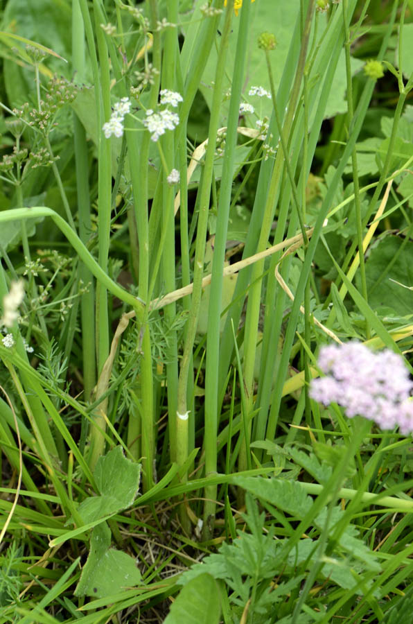 Allium schoenoprasum / Erba cipollina